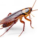 Come eliminare gli scarafaggi in casa