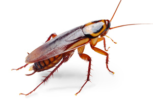 Come eliminare gli scarafaggi in casa